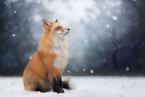 mymodernmet: Photographer Captures the Enchanting Spirit of a Photogenic Fox in the Woods