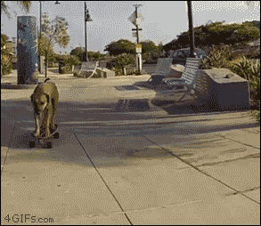 Bamboo the dog skateboards down sidewalk like a pro. [full video]