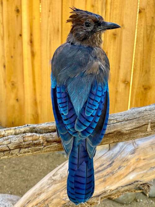 (via ITAP of a Steller’s Jay : itookapicture)