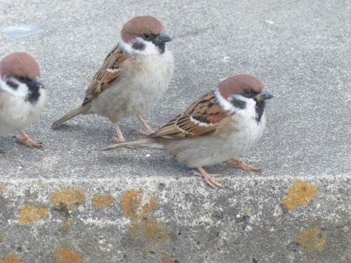 town-sparrow:スズメ　Eurasian tree sparrowTown Sparrow ～ 街のすずめ　ArchiveTown Birds ～ 街の鳥  Archive