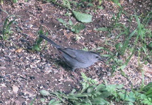 todaysbird:fibrochemist:mizjoely:BIRD SIDE OF TUMBLR(Is there a bird side?) Anyway, can anyone identify this bird for me? I live in the Albany area of upstate NY and this bird is about the size of a robin. It’s the only one I’ve ever seen