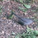 todaysbird:fibrochemist:mizjoely:BIRD SIDE OF TUMBLR(Is there a bird side?) Anyway, can anyone identify this bird for me? I live in the Albany area of upstate NY and this bird is about the size of a robin. It’s the only one I’ve ever seen