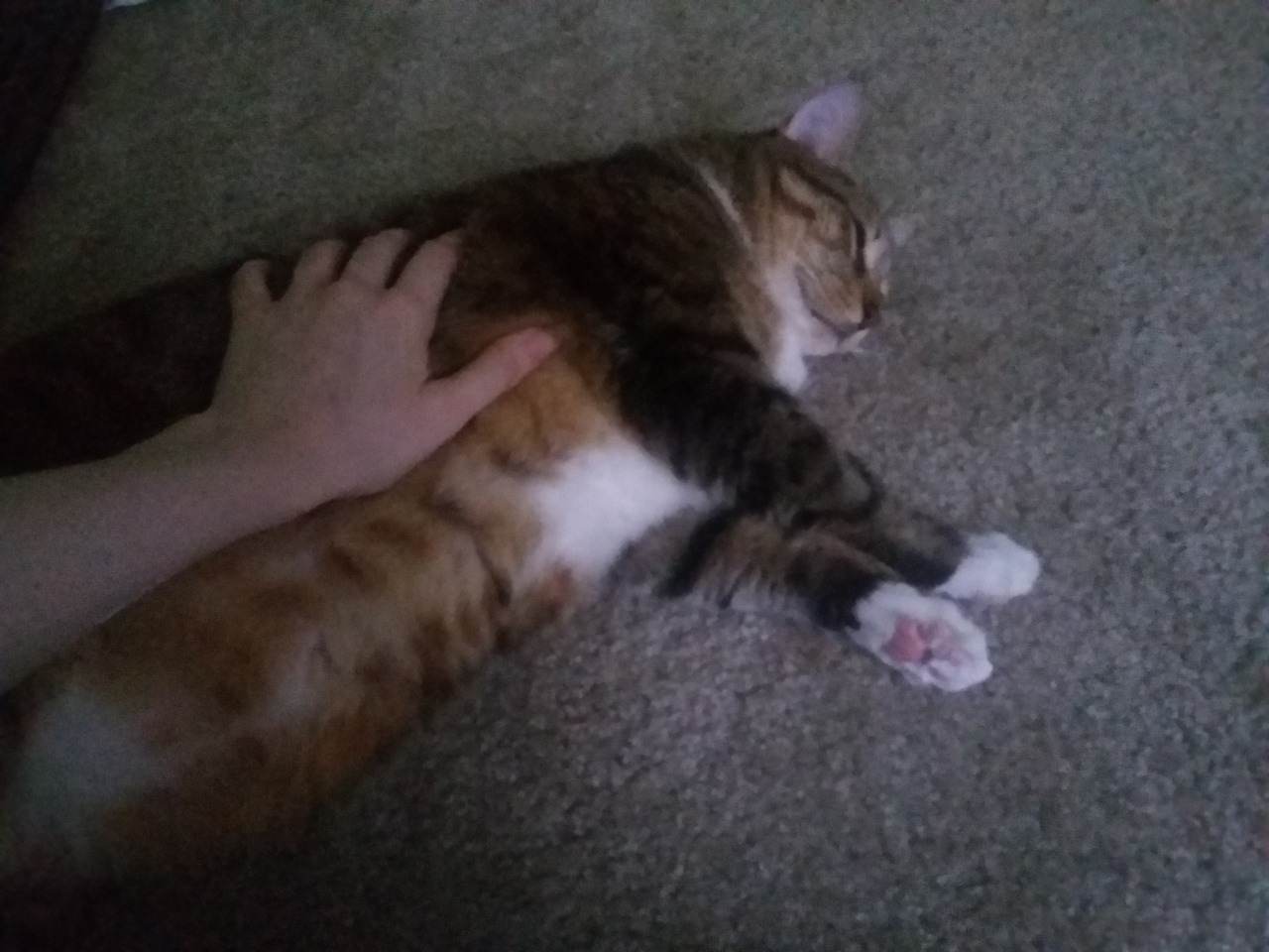 icewindandboringhorror:  icewindandboringhorror:  my rotund brown cat sometimes jumps