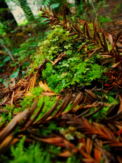 megarah-moon:So much wonderful moss~ It’s so soft and lovely (Sequoia Park- Eureka, California)(4/9/