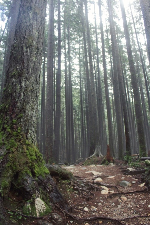 matchbox-mouse:Hiking through the woods.Golden Ears Provincial Park, British Columbia.