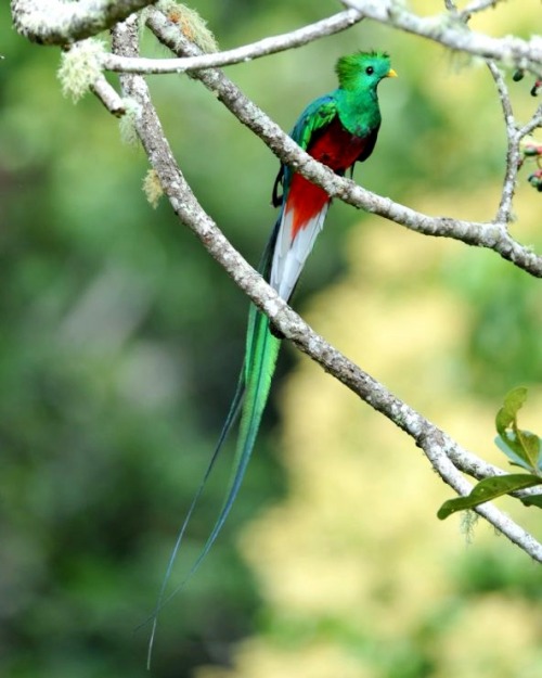 wapiti3:The resplendent quetzal /ketSAHL/ (Pharomachrus mocinno) is a bird in the trogon family. It 