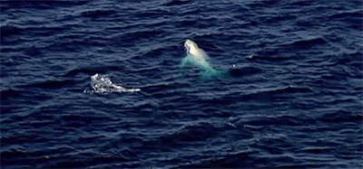 huffingtonpost:  This very rare all-white humpback seriously looks like a ghost.