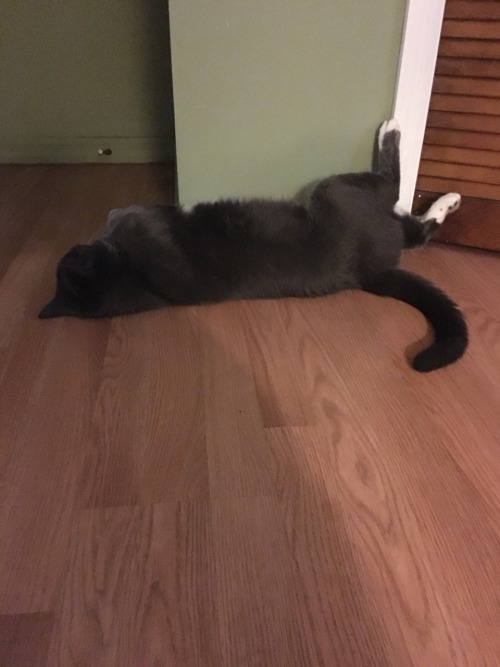 aradiiaa:What a beautiful cat