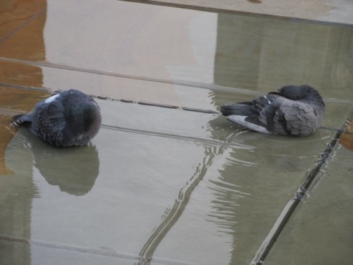 silver-whistle: Trinity Square fountain-pools Meant to reflect the Gothic minster. Perfect paddling 