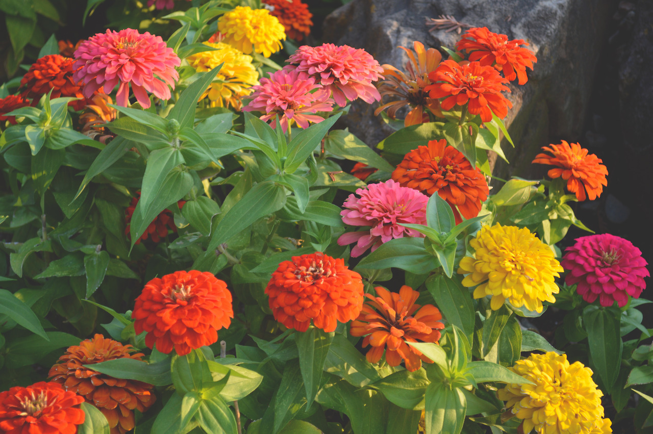 megarah-moon:   🌸pretty pretty pretty🌺   ♡ Prints and more at my Society6
