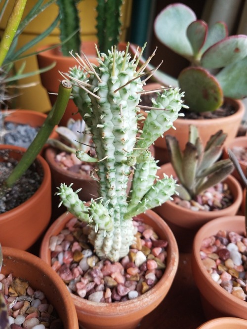 Euphorbia mammillaris variegata