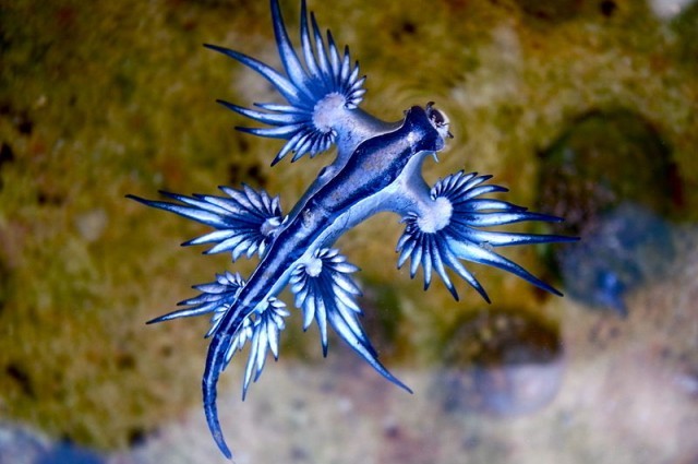 ainawgsd:Rainbow of Sea Slugs-Blue