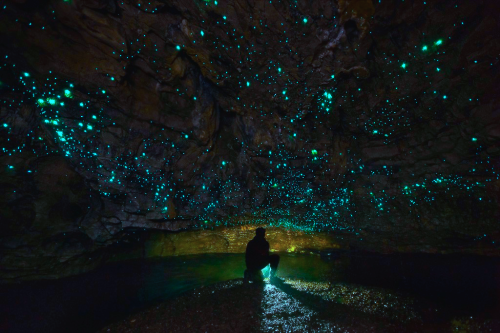 nubbsgalore:the waitomo limestone caves on new zealand’s northern island are home to an endemic species of bioluminescent fungus gnat (arachnocampa luminosa, or glow worm fly) who in their larval stage produce silk threads from which to hang and, using