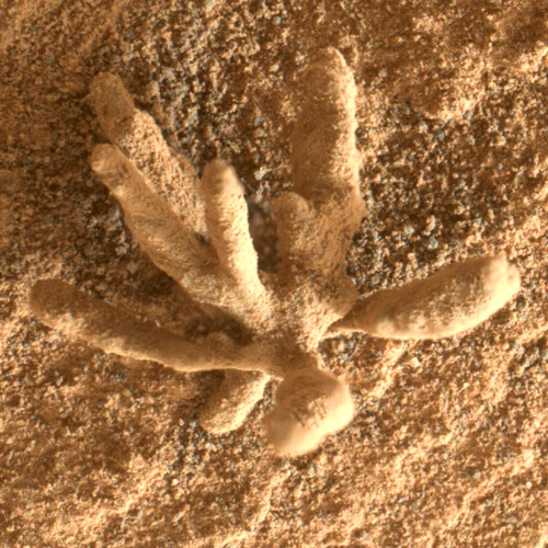 NASA’s Curiosity Rover Finds ‘Coral’ on Marshttp://www.sci-news.com/space/mars-coral-10593.html