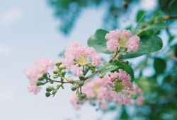 floralls:  Crape myrtle (by P5000)