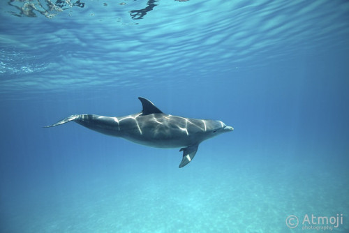 dynamicoceans:WildQuest Dolphin Swim 19-2014 by Wildquest Bimini on Flickr.