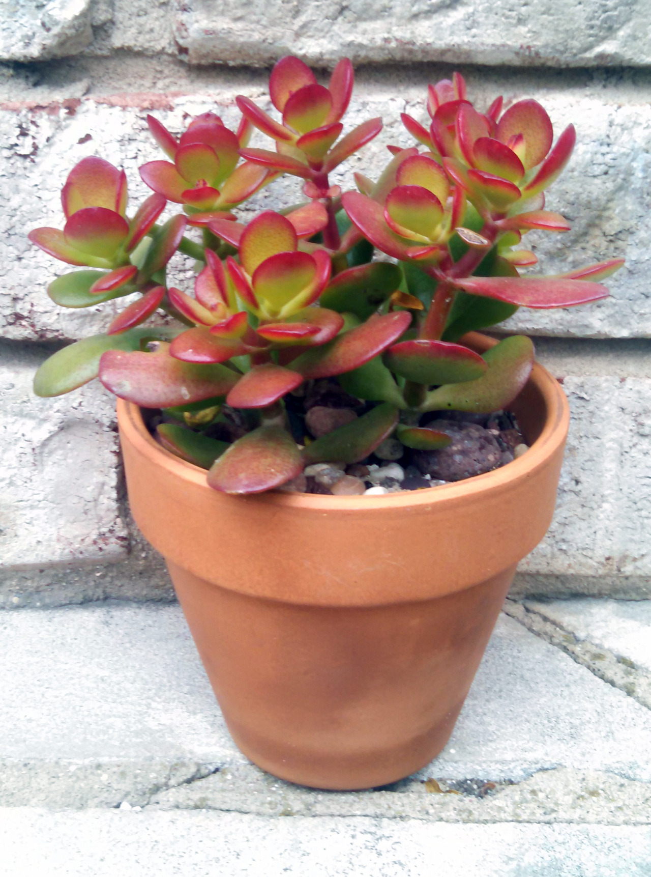 Crassula ovata ‘compacta’My own personal Crassula ovata ‘compacta’ is adorable honestly, but it is also technically the exact same species genetically as my Crassula ovata, just a different cultivar, which means that it was selectively bred by hand...