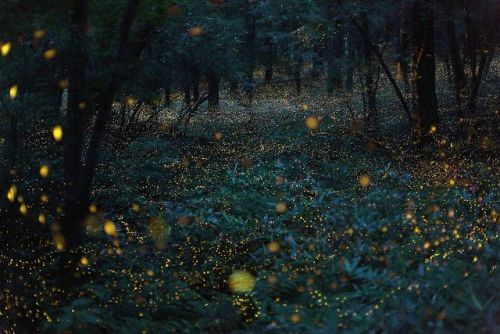 nubbsgalore:fireflies in timelapse, photos by (click pic) vincent brady, takehito miyatake, tsunea