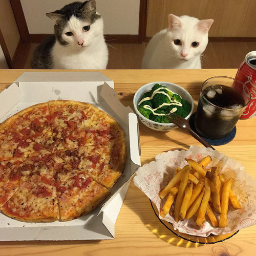 neuromantis:awesome-picz:Japanese Couple Captures Every Time Their Cats Watch Them Eat.This is relev