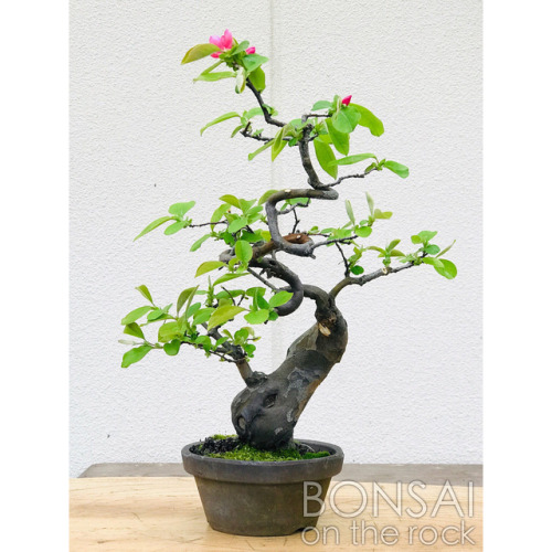 榠樝（花梨、カリン）の盆栽 KARIN, Chinese quince bonsai 2018.4.14 撮影 庭木にはよく咲いてるが、珍しく盆栽でも咲いてた。 —- #bonsai #盆栽 #カリン