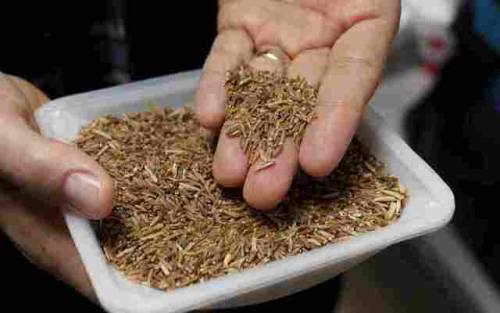 currentsinbiology: Kernza: Can This Breakfast Cereal Help Save The Planet?  This past week in S