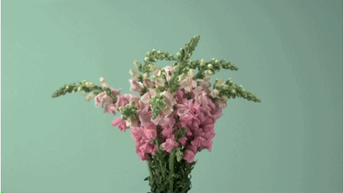 tumblr_n9h7hymNsd1qzvf68o1_500.gifv