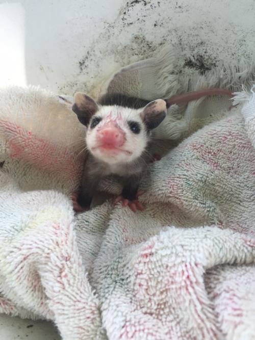 opossummypossum: devinleighbee: Today we rescued an orphaned baby opossum! We found her momma dead o