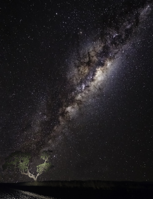 Split tree [OC] 4320x5628. Taken on a small dirt road in sth east qld, Australia