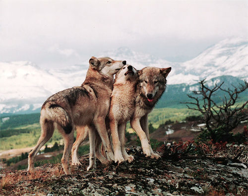 wolves en We Heart It. https://weheartit.com/entry/76877530/via/Iwillkillyou