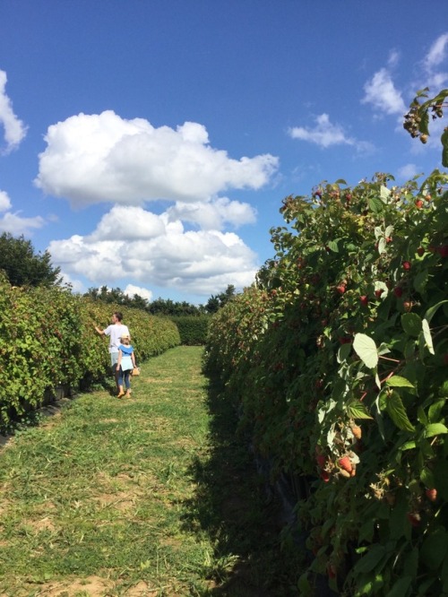 doddleeoddler: I was right, fruit picking was the height of my aesthetic Tumblr experience