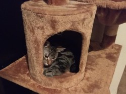 fbwzoo:fbwzoo:Imagine thinking you should toss your cat outside to get hit by a car or eaten by a coyote because there’s justNoPossibleWayToGiveThem EnrichmentInside.Imagine if there was only a way to increase space for your cat inside.There’s