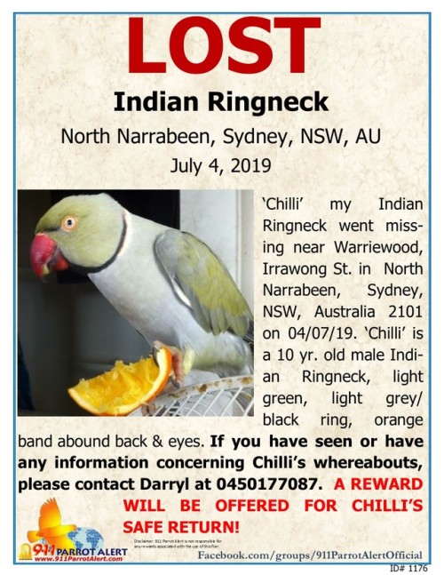 LOST - INDIAN RINGNECK, 04/04/19, &lsquo;Chilli&rsquo;, Near: Warriewood, Irrawong St, NORTH NARRABE