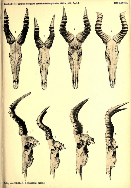 wapiti3:  Results of the second German Central Africa Expedition 1910-1911: underpass Adolf Friedrich, Duke of Mecklenburg. on Flickr. Publication info Leipzig, Klinkhardt &amp; Biermann ,1913-1922. Contributing Library: American Museum of Natural