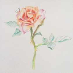 jeffliujeffliu:  Just drew one rose at the gardens yesterday (my birthday! I’m 27!) 