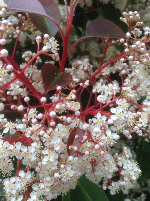 Intricate Venature Rosse Fotiniant Tuscanygram Tuscany-not-the-place Fioriefoglie Fiori Ciceklisiirler