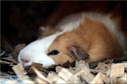 guineapiggies - Nic Scott - 169