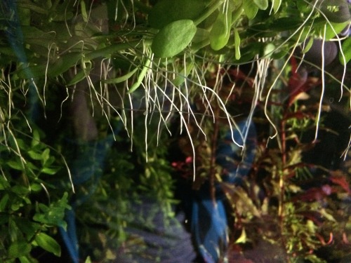 Some early morning potatoes showing all the dangling roots from bacopa growing along the surface