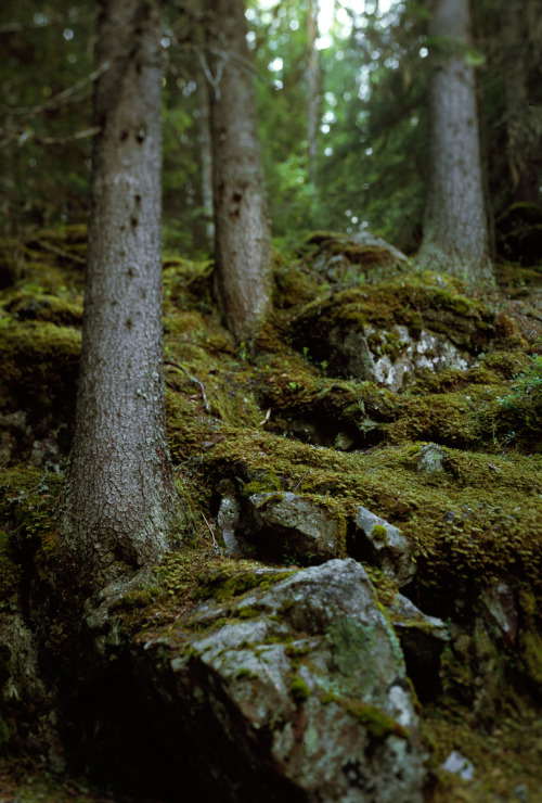 Horseman VH – C – FujiVelvia50 – Trollskog by Gustaf_E on Flickr.