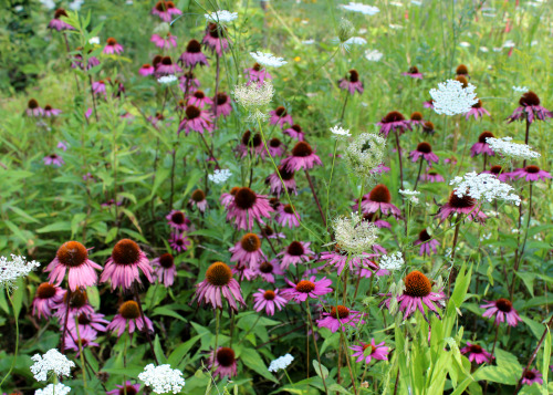 8.6.2014 Maybe weeding can wait &hellip; enjoying the lacey look the wandering Queen Anne&a