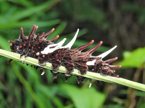 onenicebugperday:Common windmill butterfly, Byasa polyeuctes, Papilionidae (Swallowtails)Found throu