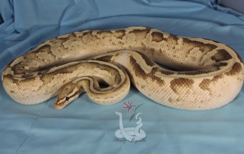 i-m-snek:Rhea is a pain in the butt during adult photos
