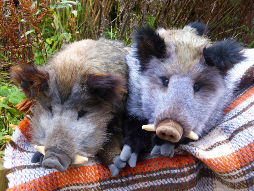 palaeoplushies: Boars!!!I’ve been making some cuddly friends. These guys are big, soft, weight