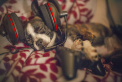 awwww-cute:  Stella joined as player 2 but fell asleep when I needed her (Source: http://ift.tt/1OXnos1)