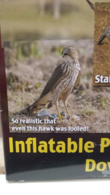 faiarr0w:  feiens-snowden:  o-heichou-my-heichou:  THIS FUCKING HAWK LOOKS LIKE HE’S IN SO MUCH DISTRESS. HE JUST POPPED THE INFLATABLE PIGEON AND JUST LOOK AT HIM. LIKE “PREY MELT? WHAT DO? THIS NOT IN HAWK SCHOOL. THIS NOT FOOD.”  His whole life