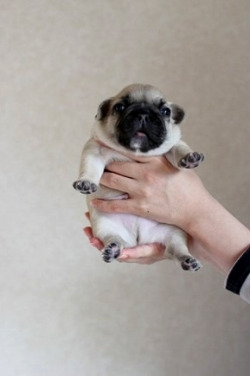roll-upz:  Put me down I have important matters to attend! 