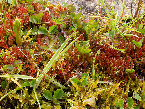 oakapples: Continuing with these week’s bryophyte (s.l.!) theme, here are some fun British acr