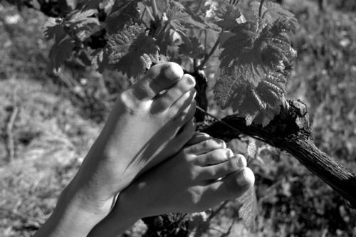 morgane-feet: Coralie dans les vignes