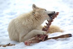 lonestray:  Wolf Sanctuary of Pennsylvania by WabbyTwaxx/Flickr