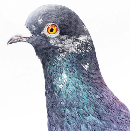 fat-birds:  npr:  culturenlifestyle:  Adele Renault Paints Incredibly Realistic Pigeon Portraits Adele Renault is an artist focused on painting stunning realistic portraits of pigeons and humans on giant murals and small canvases. This series features