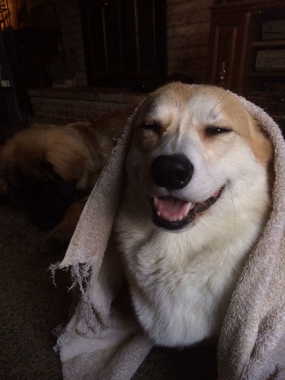 scampthecorgi:  Back from the gym… Gotta cool down! 